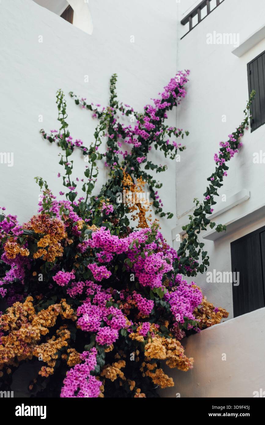 Bougainvillea in leuchtendem Pink und Orange in Binibeca Vell, Menorca Stockfoto