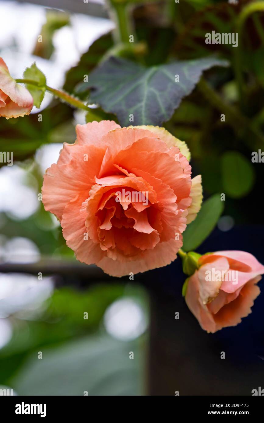 Schöne gelbe blühende Begonienblume (Begonia grandflora) Stockfoto