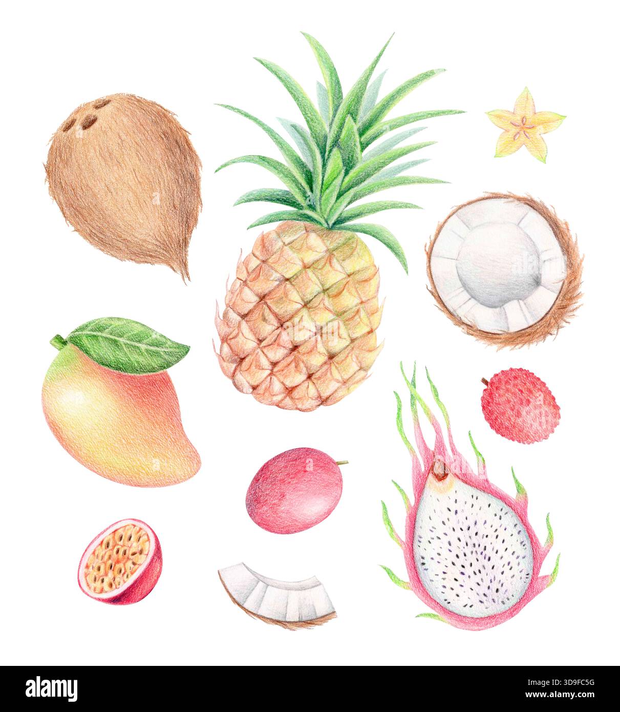 Tropische Früchte, Buntstift und Aquarellillustration Stockfoto