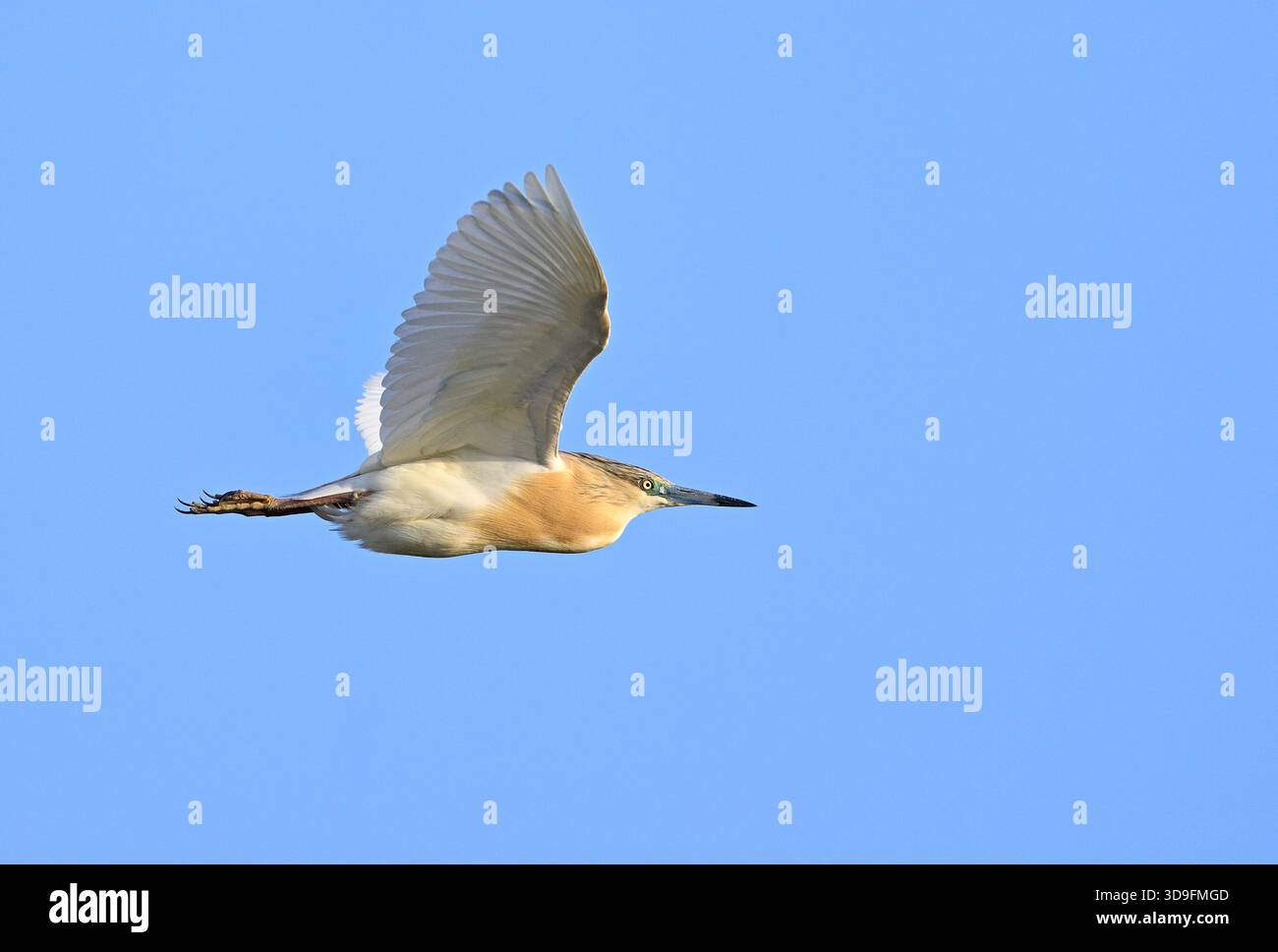 Squacco Reiher im Flug gegen den blauen Himmel Stockfoto
