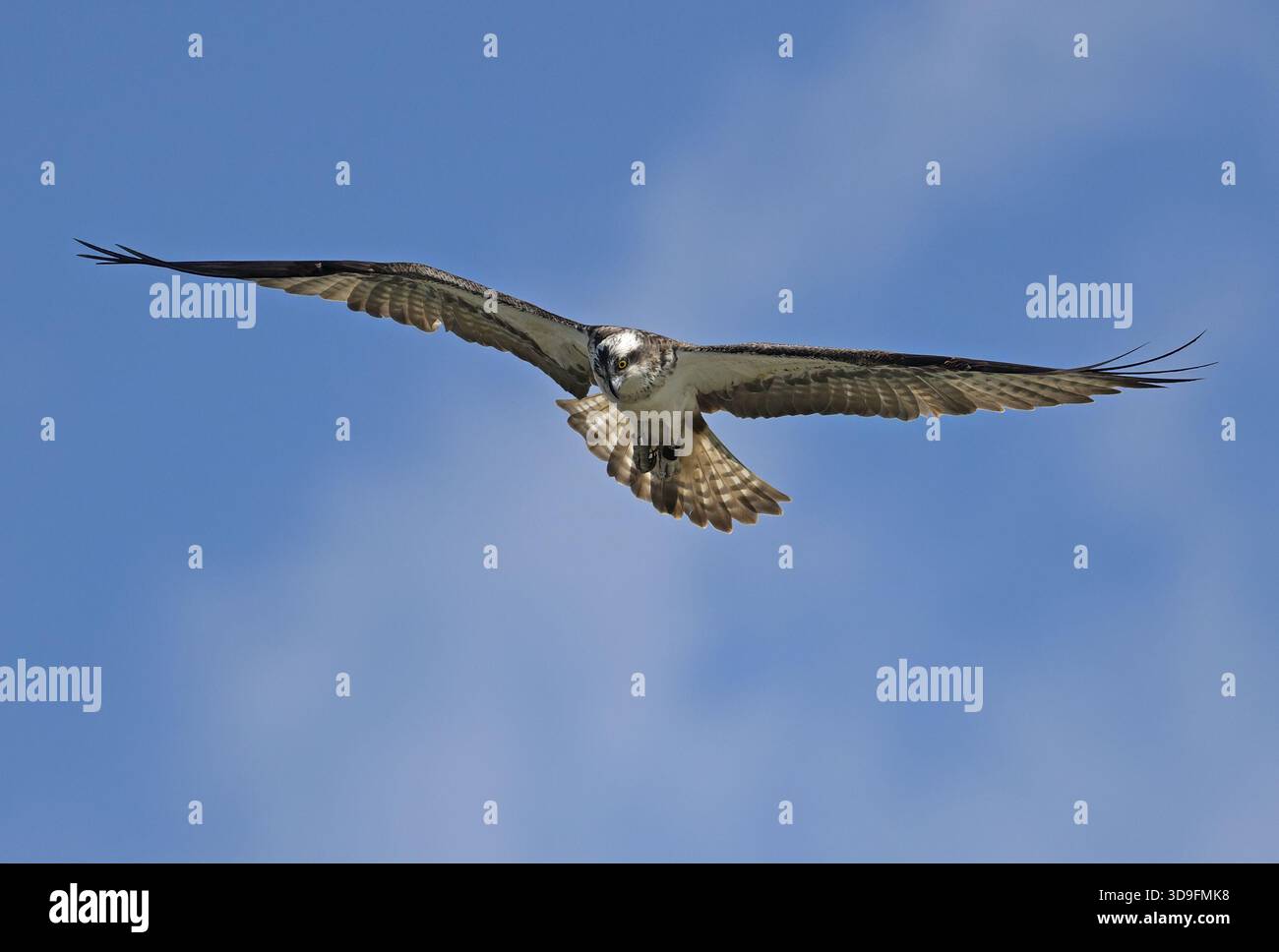 Fischadler im Flug gegen blauen Himmel Stockfoto