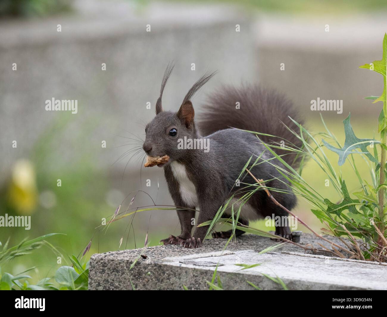 Schwarzer Morph des Eurasischen Roten Eichhörnchens (Sciurus vulgaris) Friedhof Meidling Friedhof, Wien, Österreich Stockfoto