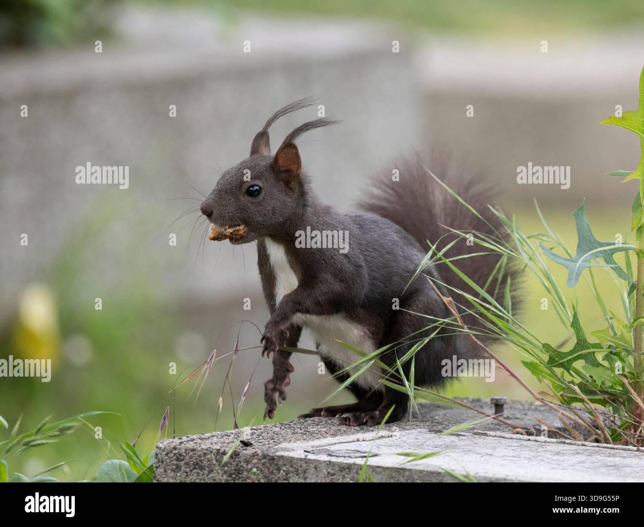 Schwarzer Morph des Eurasischen Roten Eichhörnchens (Sciurus vulgaris) Friedhof Meidling Friedhof, Wien, Österreich Stockfoto
