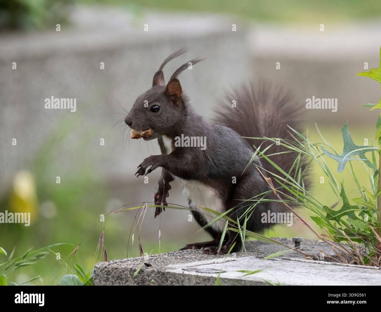 Schwarzer Morph des Eurasischen Roten Eichhörnchens (Sciurus vulgaris) Friedhof Meidling Friedhof, Wien, Österreich Stockfoto