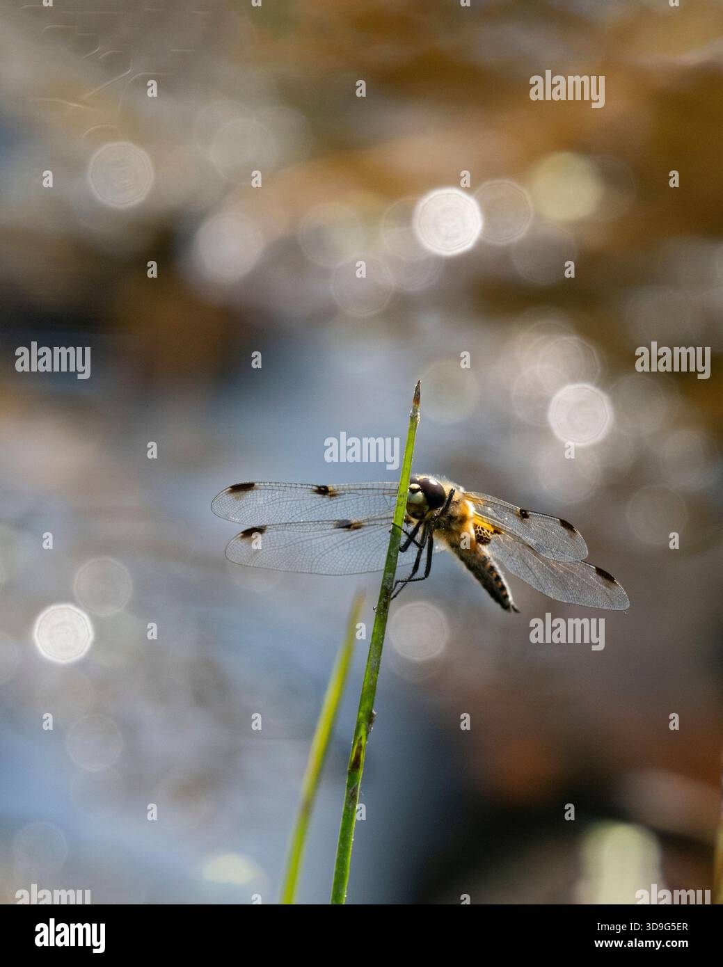 Vierkreuzter Chaser Libelle (Libellula quadrimaculata) Wiener Zentralfriedhof, Wien, Österreich Stockfoto