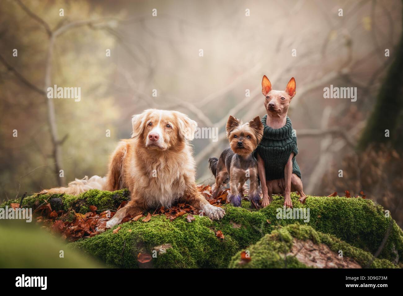 Verspielte Hunde in gemütlichen Pullover erkunden die herbstliche Landschaft am See Stockfoto