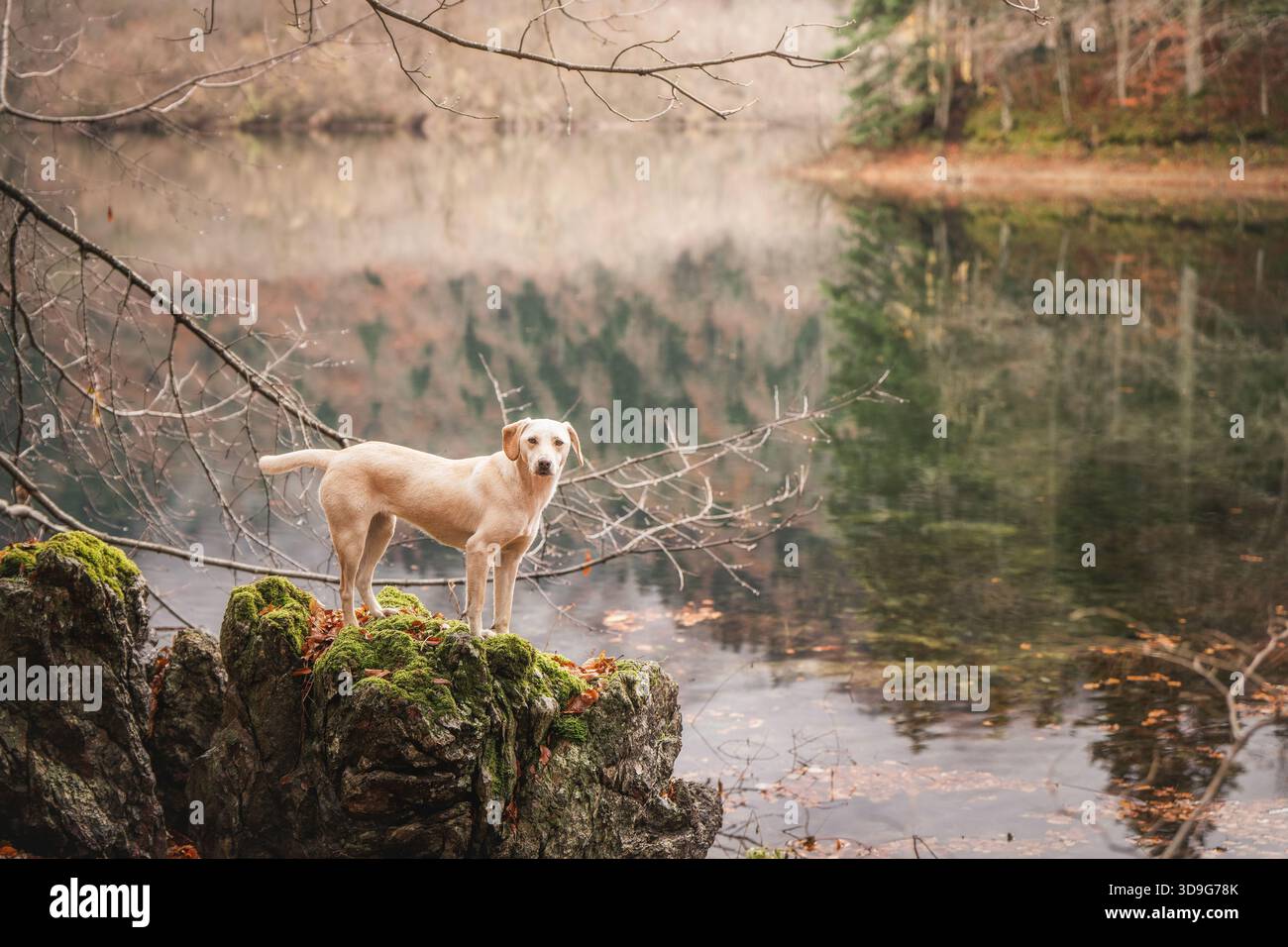 Großer Ingwerhund im ruhigen Mooswald mit Herbstlaub Stockfoto