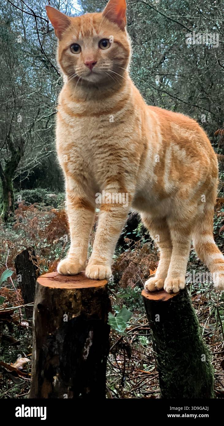 Ginger Cat steht auf Baumstümpfen - Smartphone-aufgenommenes Stockfoto