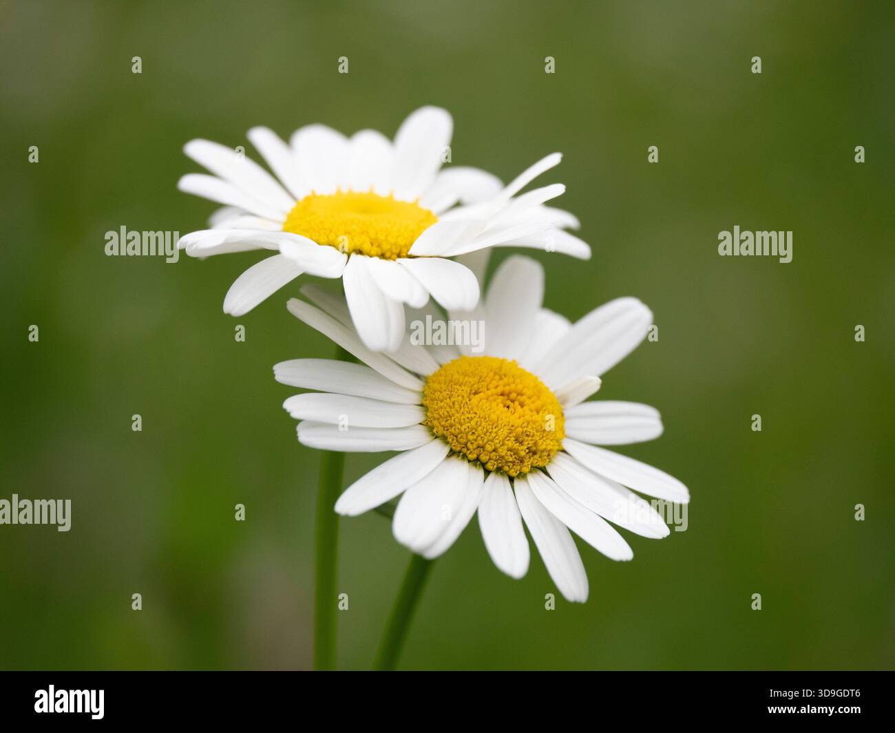 Gewöhnliche Gänseblümchen (Bellis perennis) Ehrwald, Österreich Stockfoto