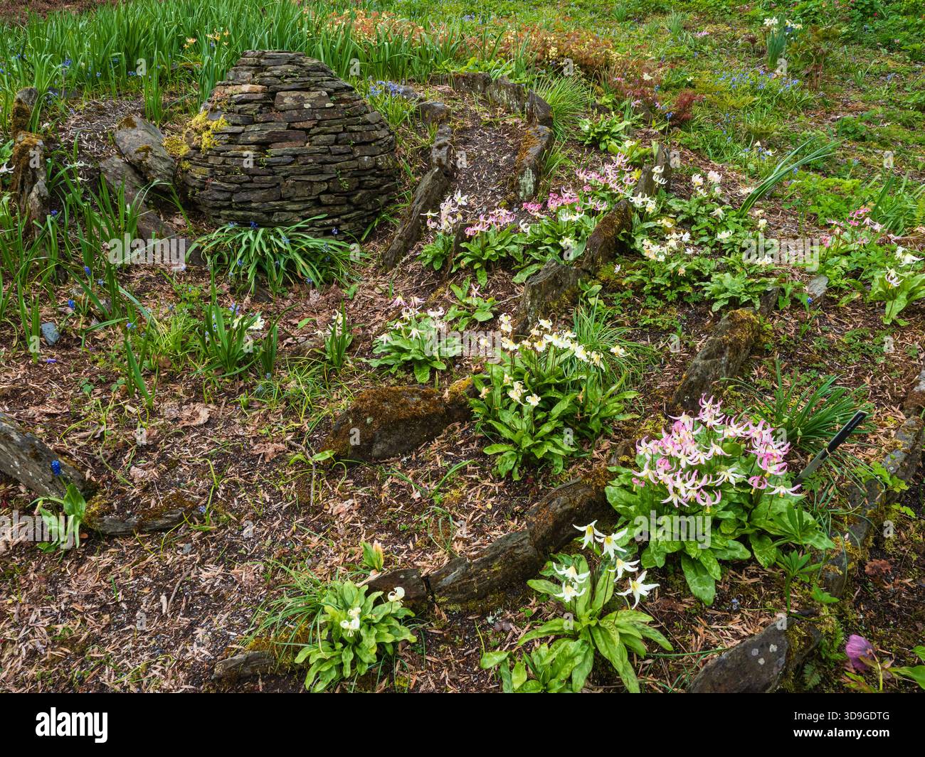 Erythroniums und Muscari rund um den Meteor Stone Garden befinden sich im Garden House, Devon, Großbritannien Stockfoto