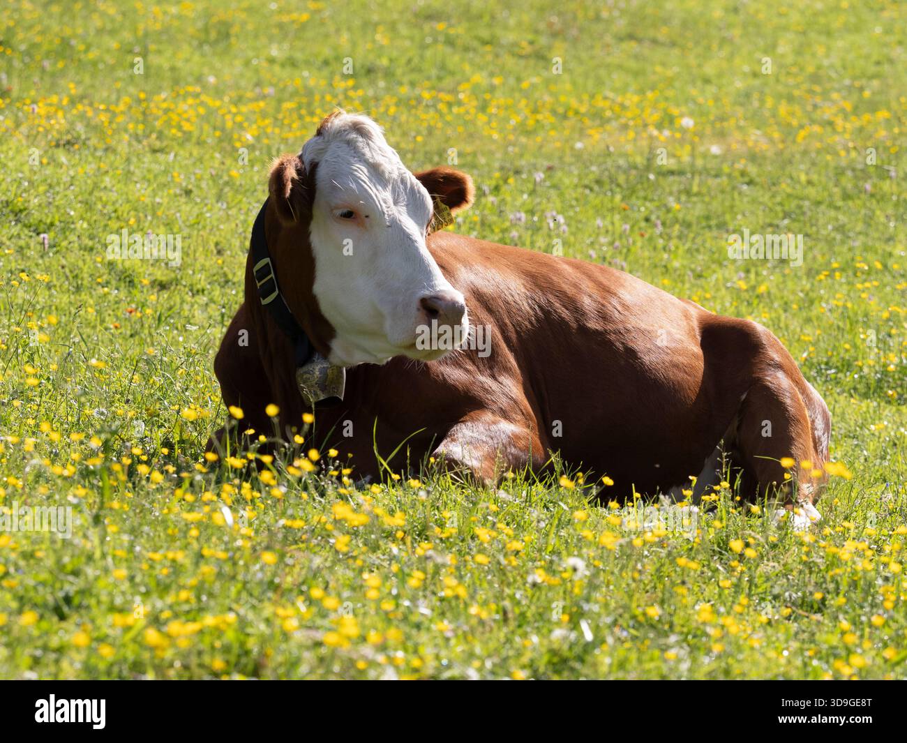 Kuh auf der Alm in Ehrwald, Österreich Stockfoto