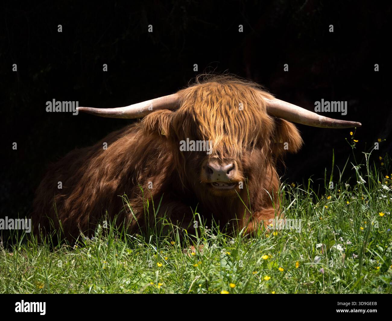 Hochlandrinder (bos primigenius taurus) im Schatten, Ehrwald, Österreich Stockfoto