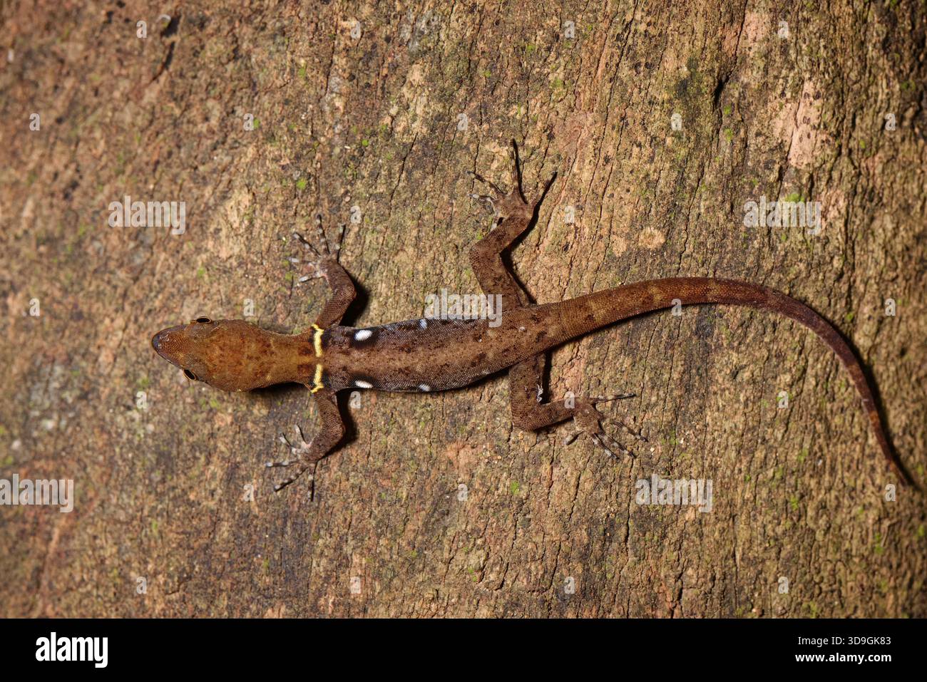 Ocellated Gecko / Eyespot Gecko (Gonatodes ocellatus) männlich, endemisch in Tobago, auf einem Baumstamm im Tiefland-Trockenwald, Little Tobago Island, Westindien. Stockfoto