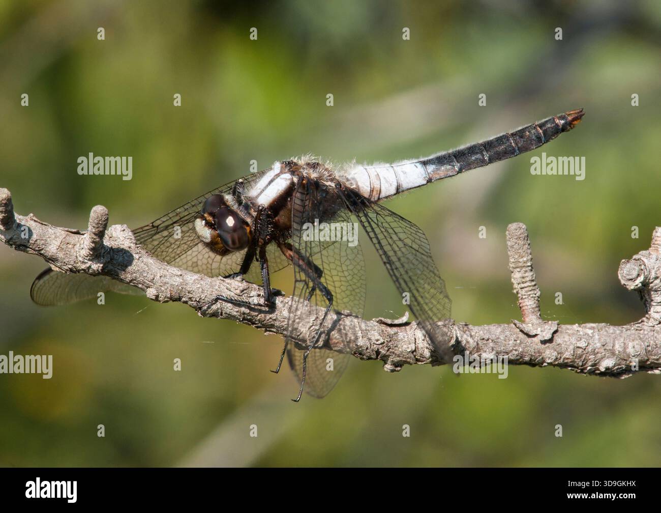 Eine wunderschöne Korporal-Libelle mit Kreidefront (Ladona julia) ruht auf einem Zweig in einem Wald in northwoods in der Nähe von Iron River, Michigan. Stockfoto