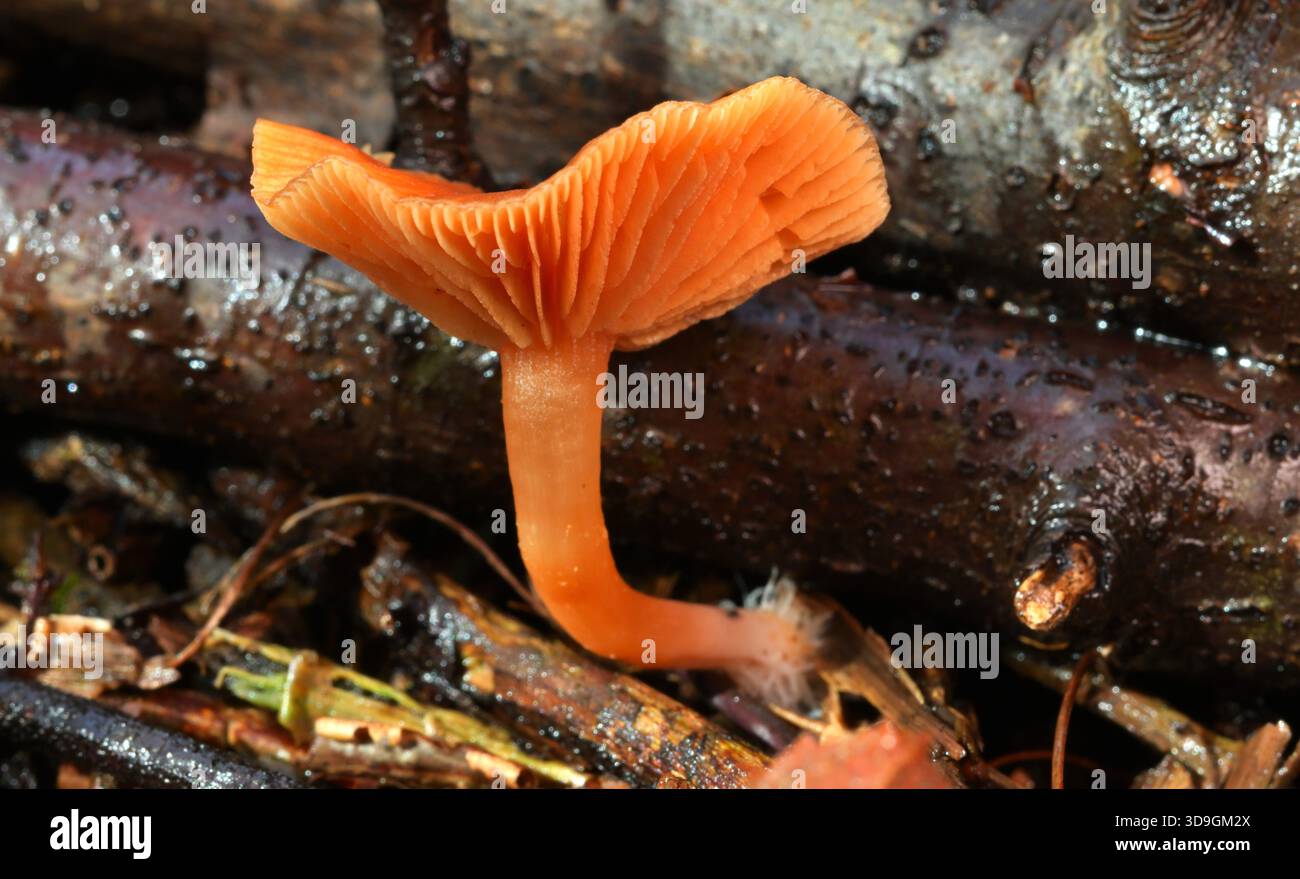 Pilz, blassorange/gelb, wächst in Mischwäldern Stockfoto