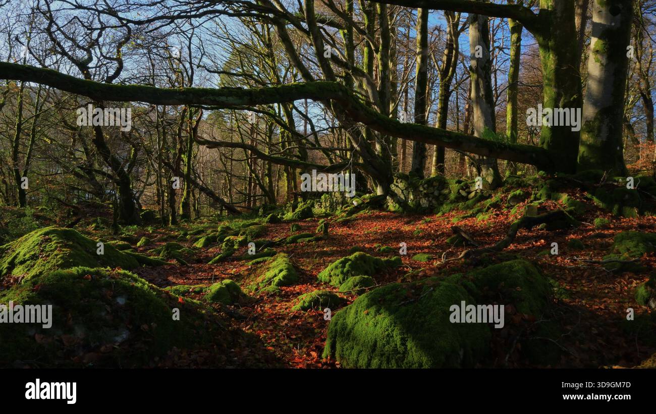 Buchenwälder mit alten Bäumen, moosbedeckten Felsen, Herbstblättern und alten Steinmauern bei Morgensonne. Stockfoto