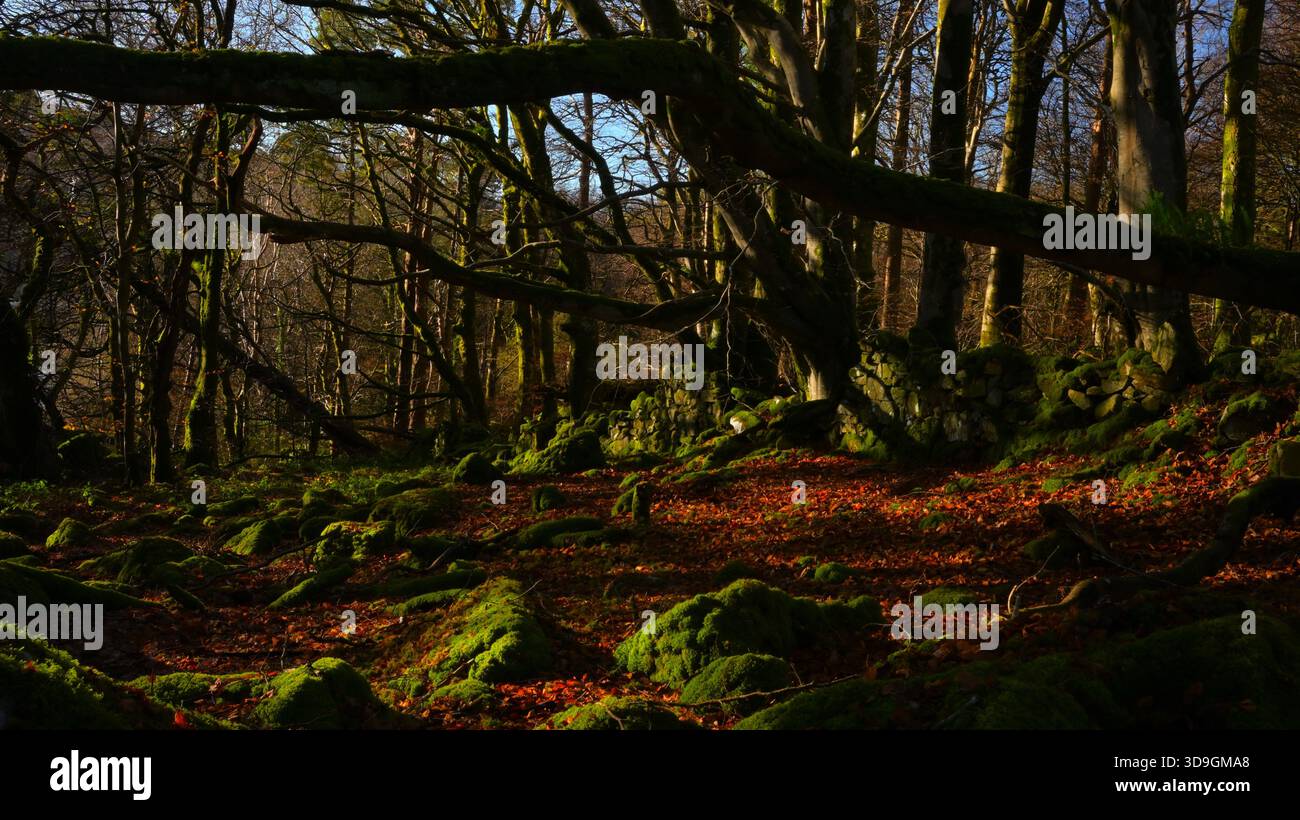 Buchenwälder mit alten Bäumen, moosbedeckten Felsen, Herbstblättern und alten Steinmauern bei Morgensonne. Stockfoto