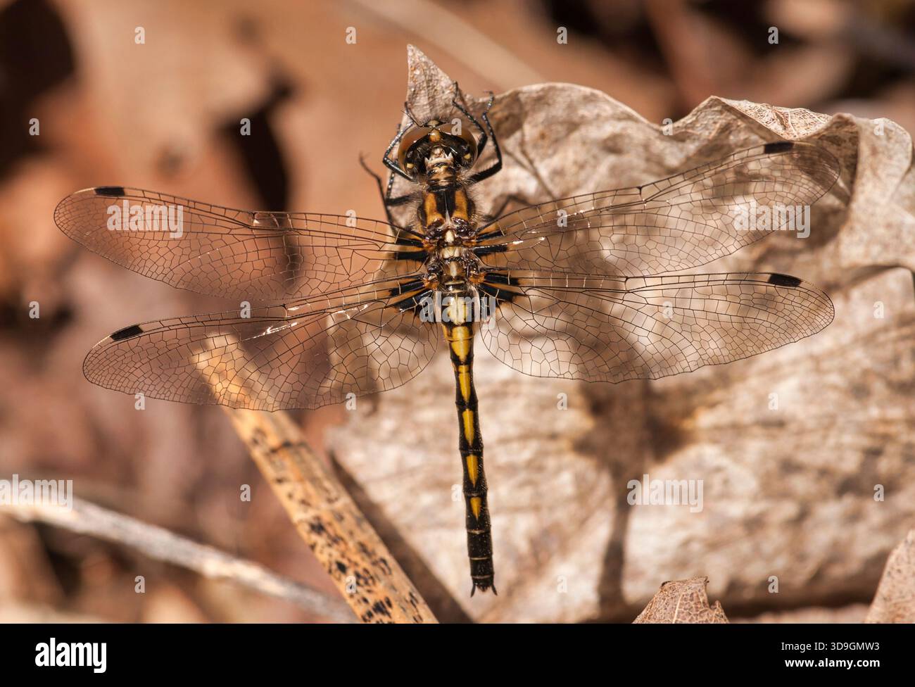 Hudsonian Whiteface Libelle (Leucorrhinia hudsonica), die sich an einem trockenen Blatt in der Nähe eines Moors im Florence County, Wisconsin, festhält. Stockfoto