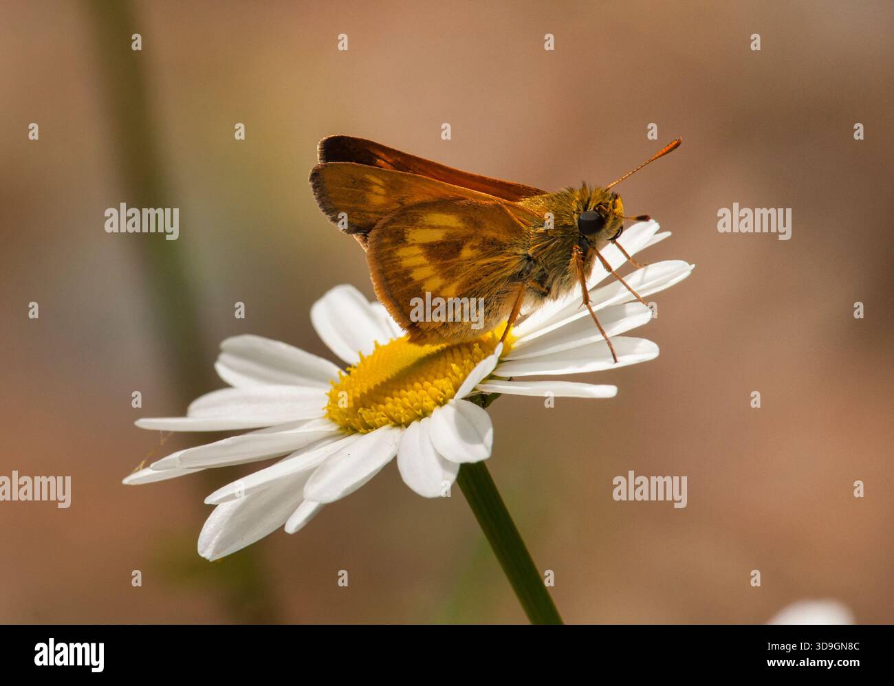 Long Dash Skipper (Polites Mystic) auf einem Gänseblümchen (Leucanthemum vulgare) im Sommer, Florence County, Wisconsin. Stockfoto
