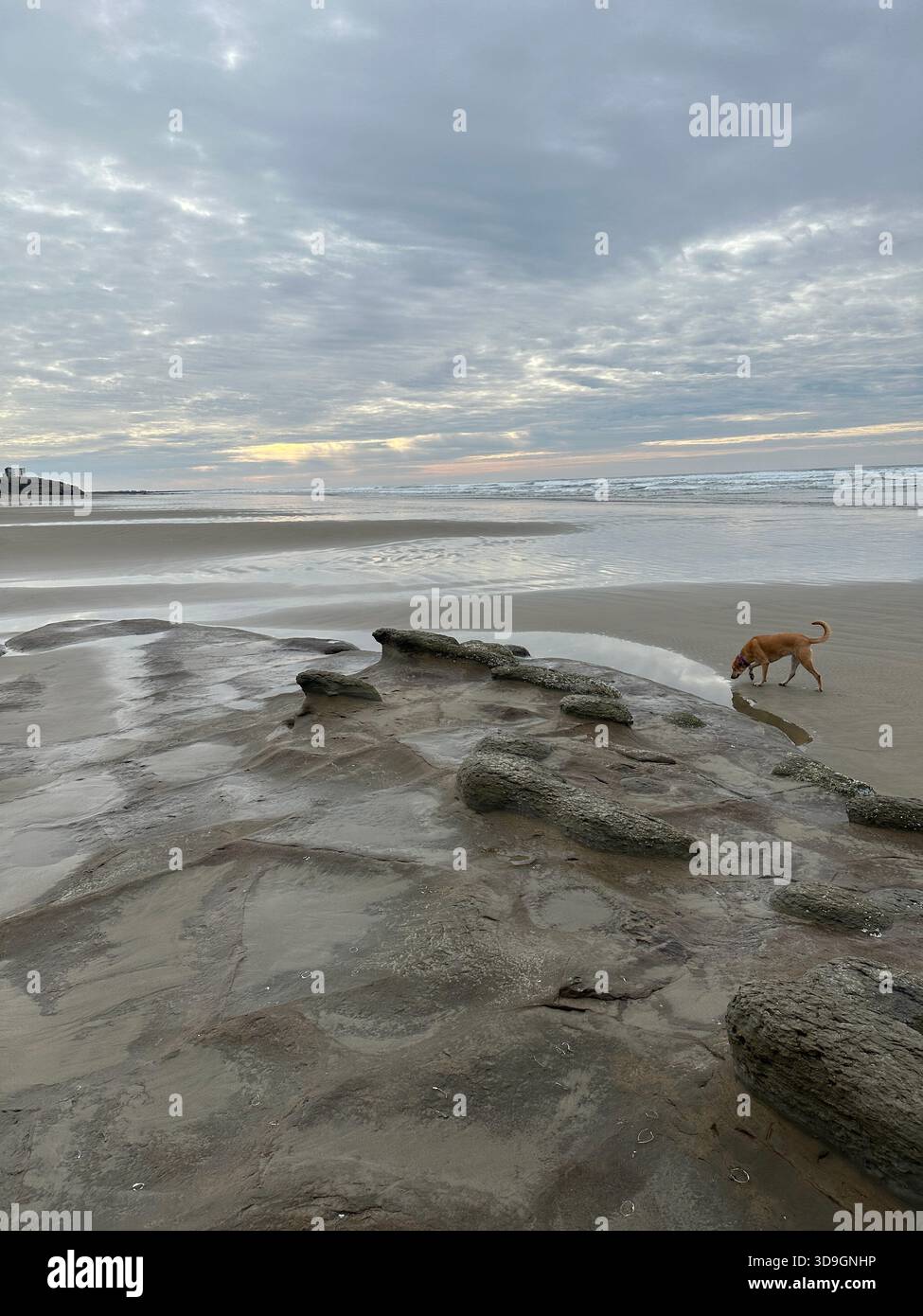 Ein Hund am Nye Beach in Newport, Oregon an einem trüben Wintertag. - Smartphone-aufgenommenes Stockfoto