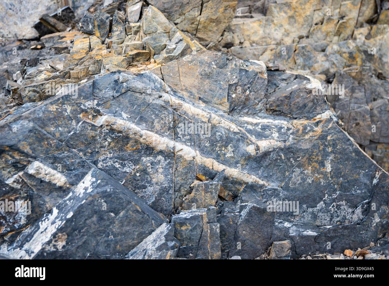 Fossilien der Ordovizianischen Zeit Orthoceras, ein gerades Horn wie Meerestiere, in Schiefergestein. Südpatagonien. Santa Cruz, Argentinien. Stockfoto