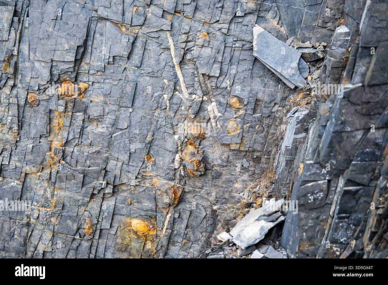 Fossilien der Ordovizianischen Zeit Orthoceras, ein gerades Horn wie Meerestiere, in Schiefergestein. Südpatagonien. Santa Cruz, Argentinien. Stockfoto
