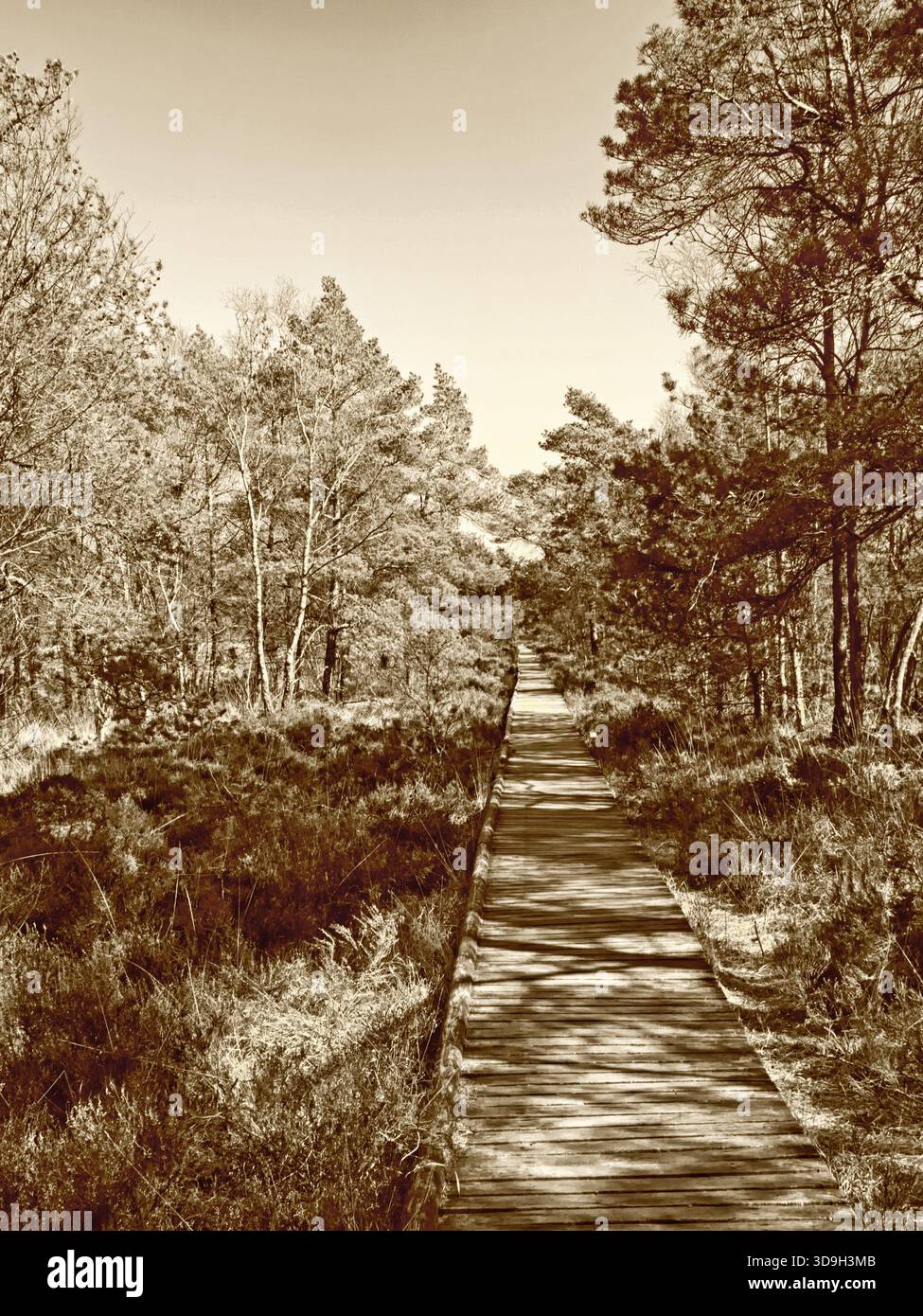 Ein Plankenweg führt durch die Pietzmoor-Landschaft in der Lüneburger Heide bei Schneverdingen, Deutschland, sepiafarben Stockfoto
