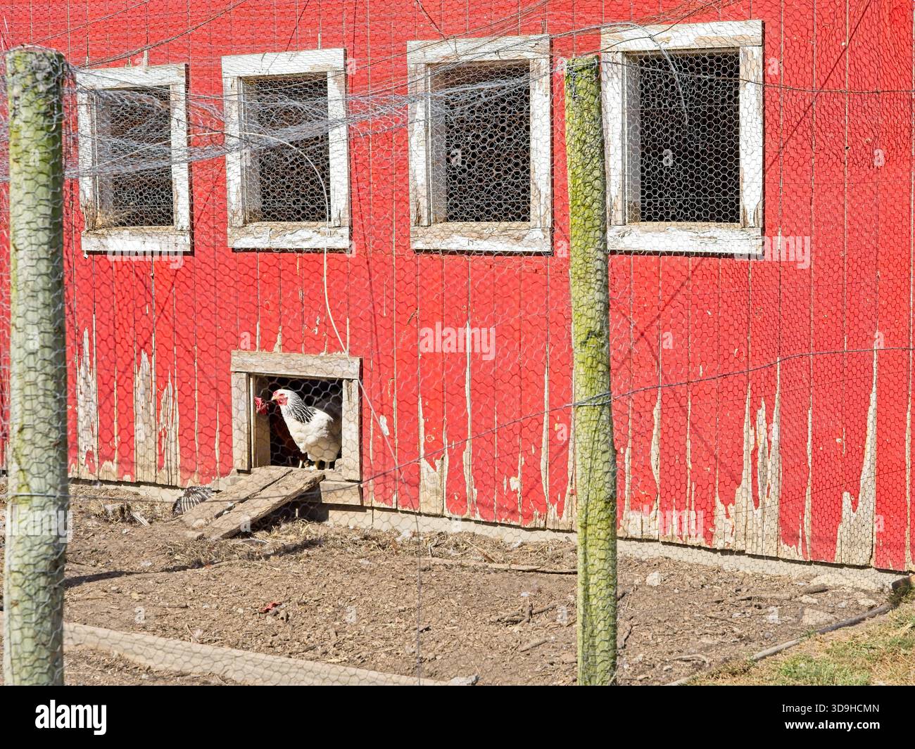 Weiße Brahma-Hühner und Hahn stoßen aus dem rustikalen roten Hühnerstall auf der Carter Historic Farm, einem Naturschutzgebiet in Bowling Green, Ohio Stockfoto