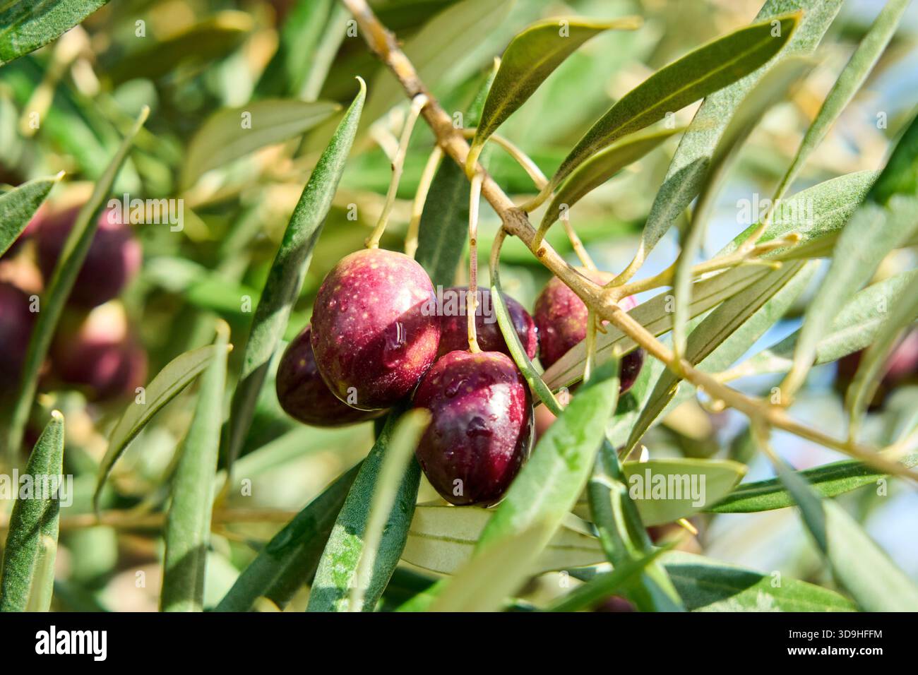 Olea europaea, Olio, Olivenbaum, Baza, Granada, Andalucía, Spanien Stockfoto
