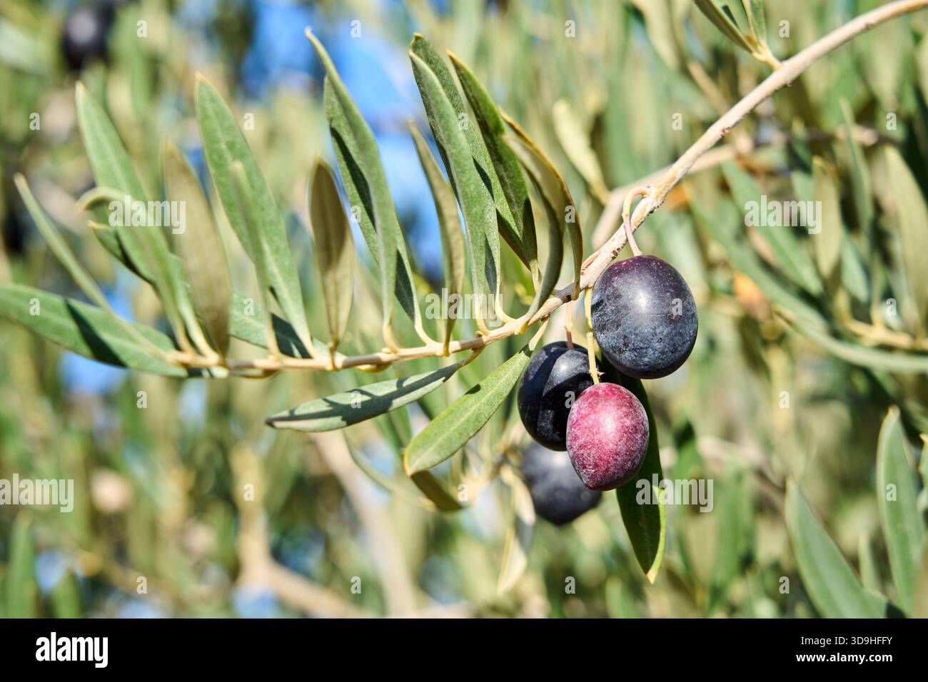 Olea europaea, Olio, Olivenbaum, Baza, Granada, Andalucía, Spanien Stockfoto