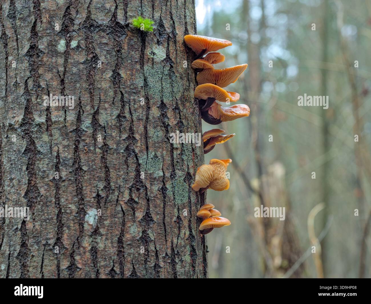 Wilde Orangen-Enoki-Pilze im Winterwald - Flammulina velutipes auf einem Baumstamm Stockfoto