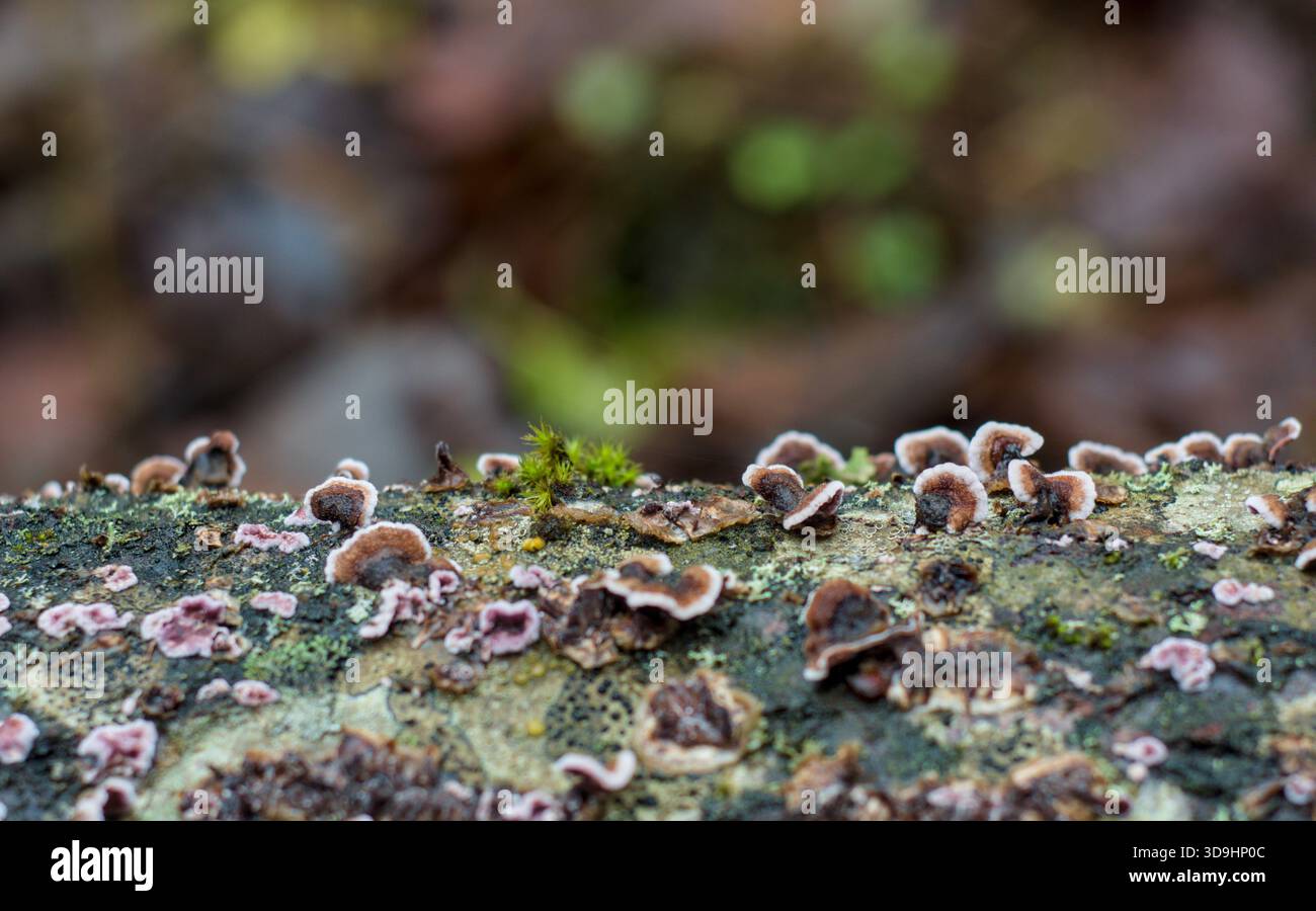 Klammern Sie Pilze und Flechten auf einem verfaulenden Log in a Feup Forest - ruhige Ökologie und die zarte Schönheit des natürlichen Verfalls und mikrobiellen Lebens Hintergrund Stockfoto
