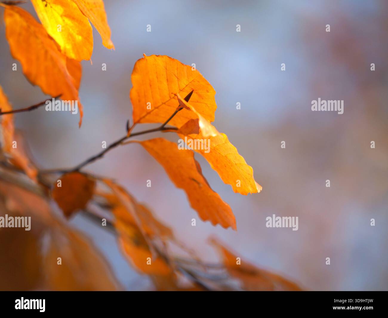 Golden Buche Tree Leaves, Herbst, Großbritannien Stockfoto