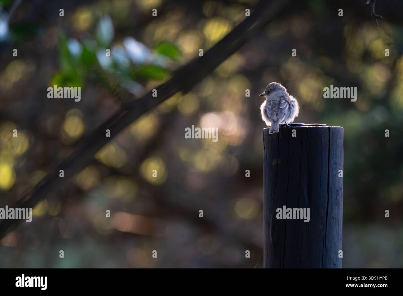 Kleiner singvogel, der auf einer Stange sitzt Stockfoto
