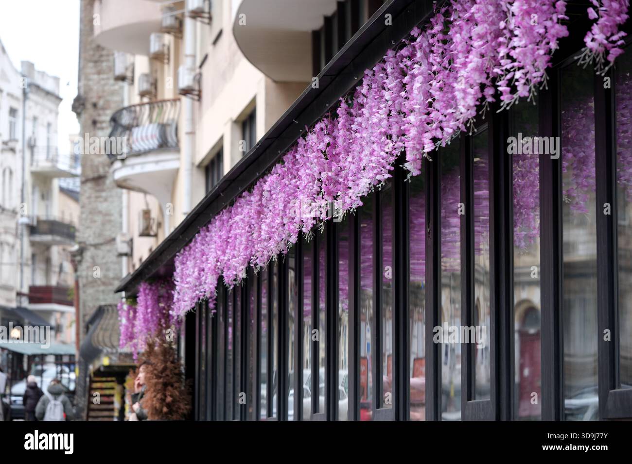 Leuchtende lila Blumen schmücken das Café an einer belebten Straße. Kiew, Ukraine. Dezember 2025. Stockfoto