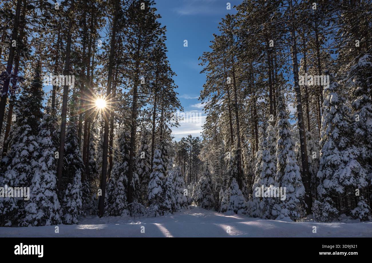 Winter im Chequamegon-Nicolet National Forest im Norden von Wisconsin. Stockfoto