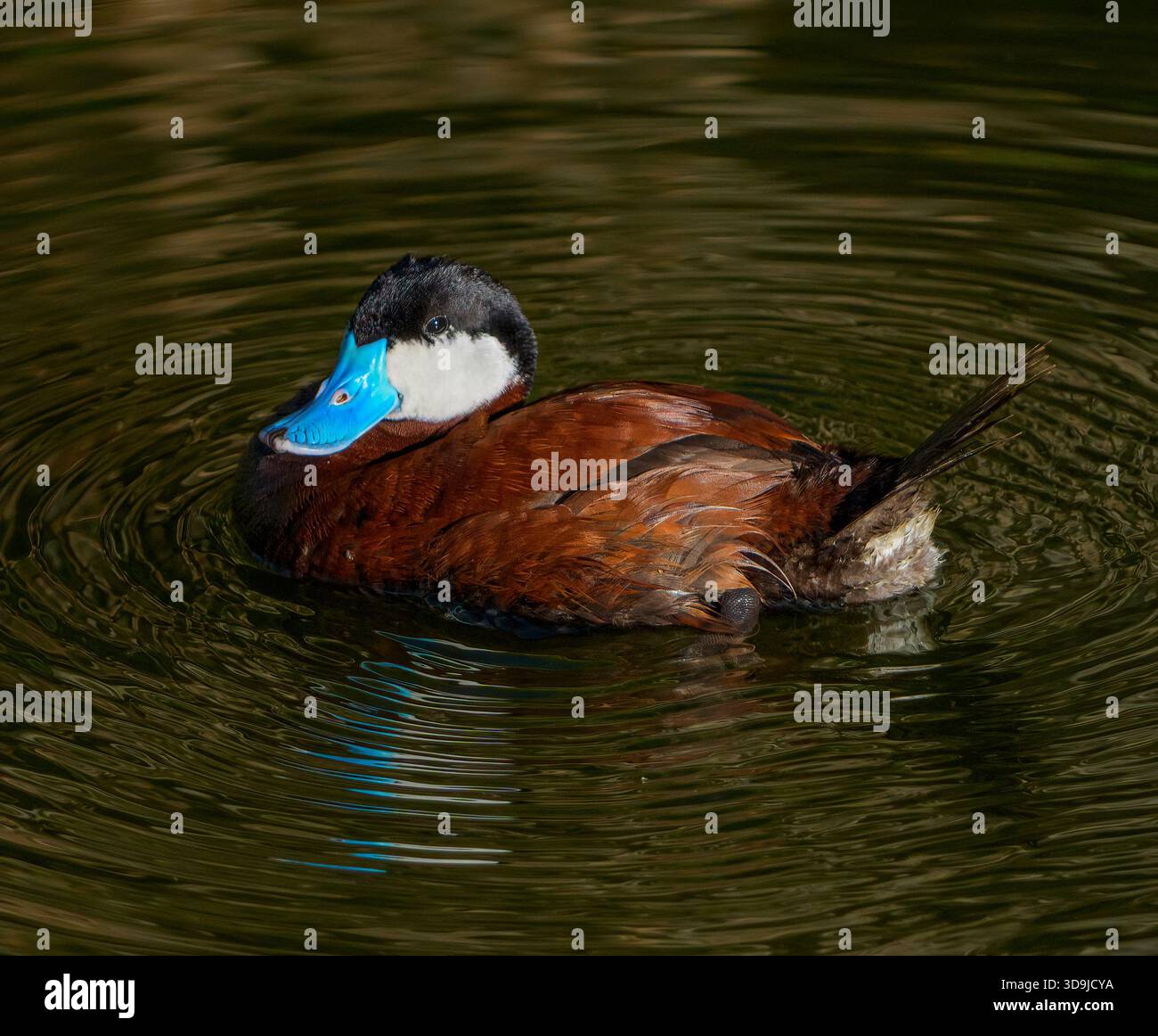 Männliche Ruddy-Ente (Oxyura jamaicensis) mit hellblauem Schnabel, der im Wasser schwimmt Stockfoto