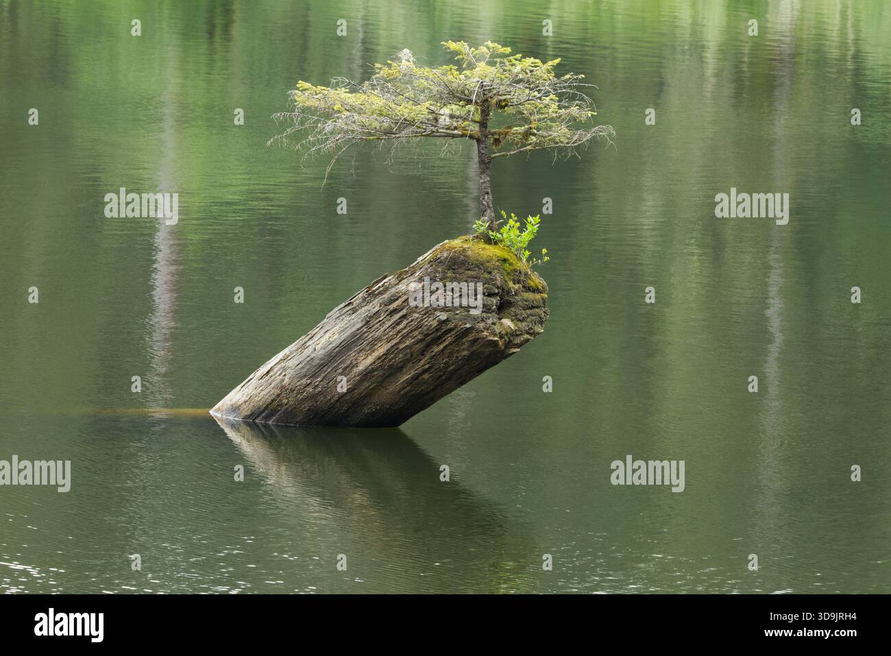 Douglasie bonsai -Fotos und -Bildmaterial in hoher Auflsung  Alamy