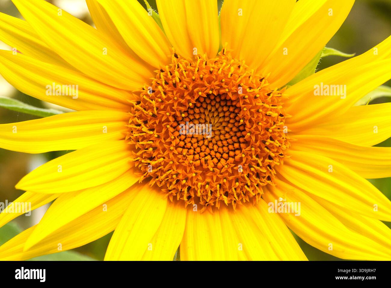 Eine Nahaufnahme einer gewöhnlichen Sonnenblume (Helianthus annuus) in einem Garten in Nanaimo, Vancouver Island, BC, Kanada im September Stockfoto