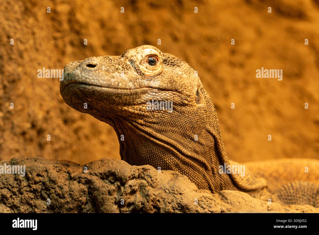 WA28806-00...WASHINGTON - ein gefährdeter Komodo-Drache, der im Woodland Park Zoo in Seattle lebt. Stockfoto