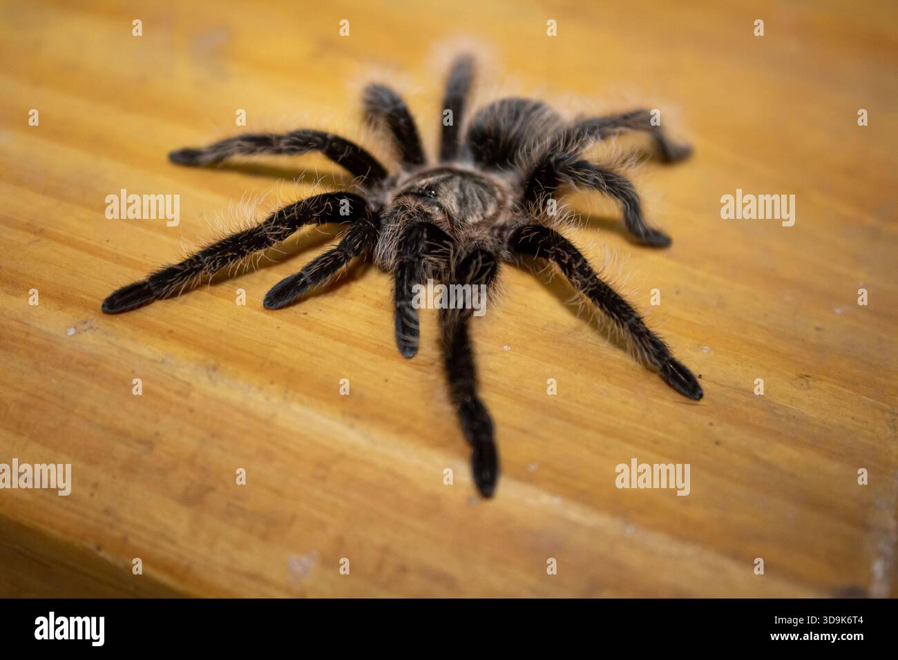 Große haarige Tarantula-Spinne auf einer hellen Holztischoberfläche Stockfoto