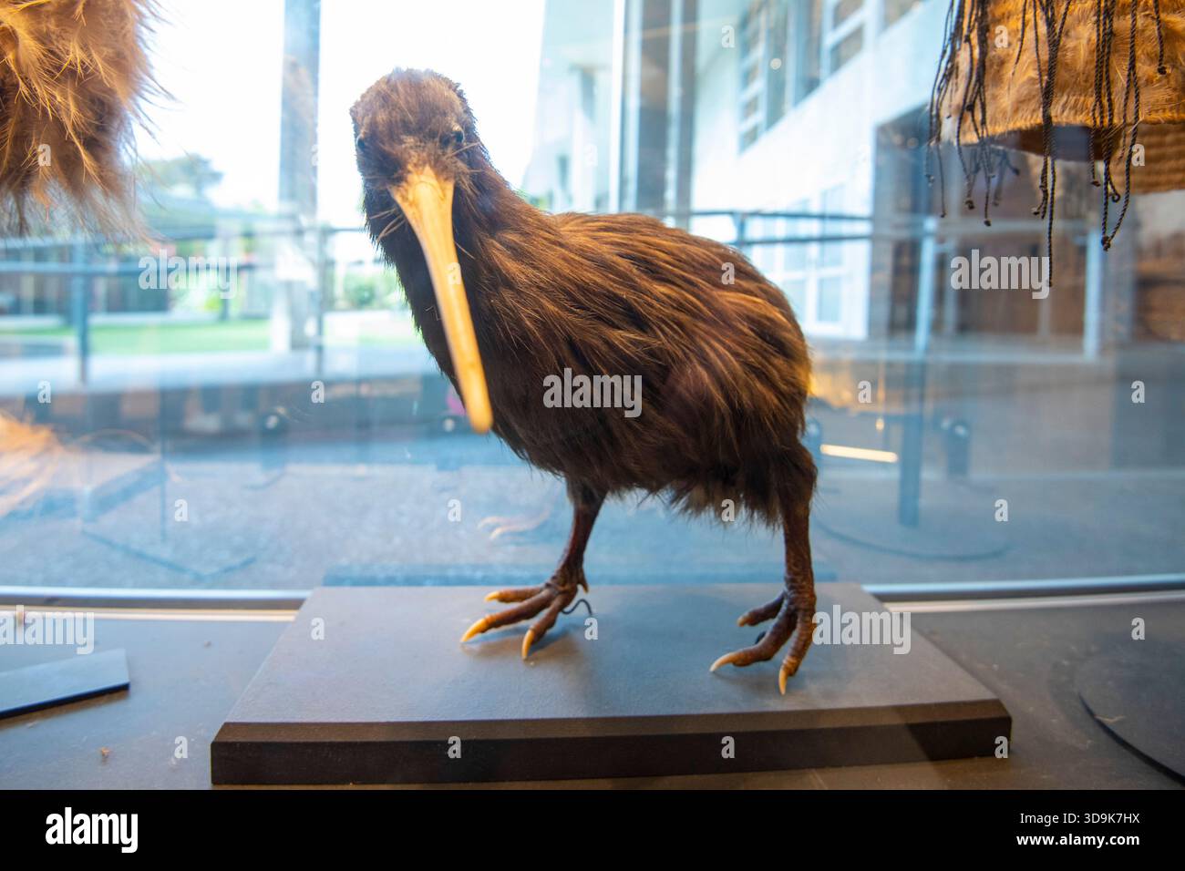 Taxidermy Kiwi Bird - Neuseeland Stockfoto