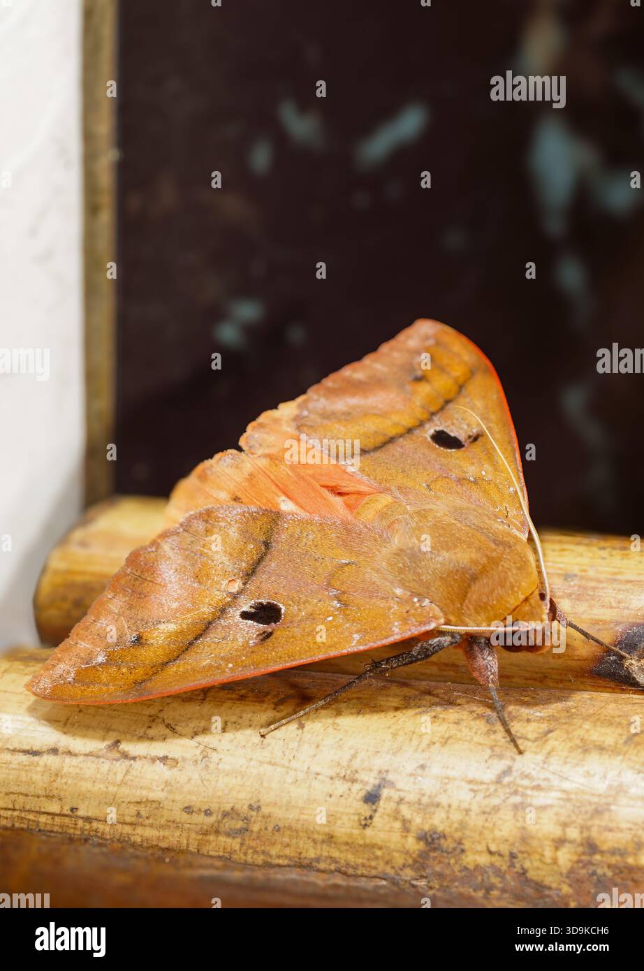 Orangebraune Motte mit markanten Augenmarkierungen (Thyas honesta) auf einer Holzoberfläche, South Sulawesi Stockfoto