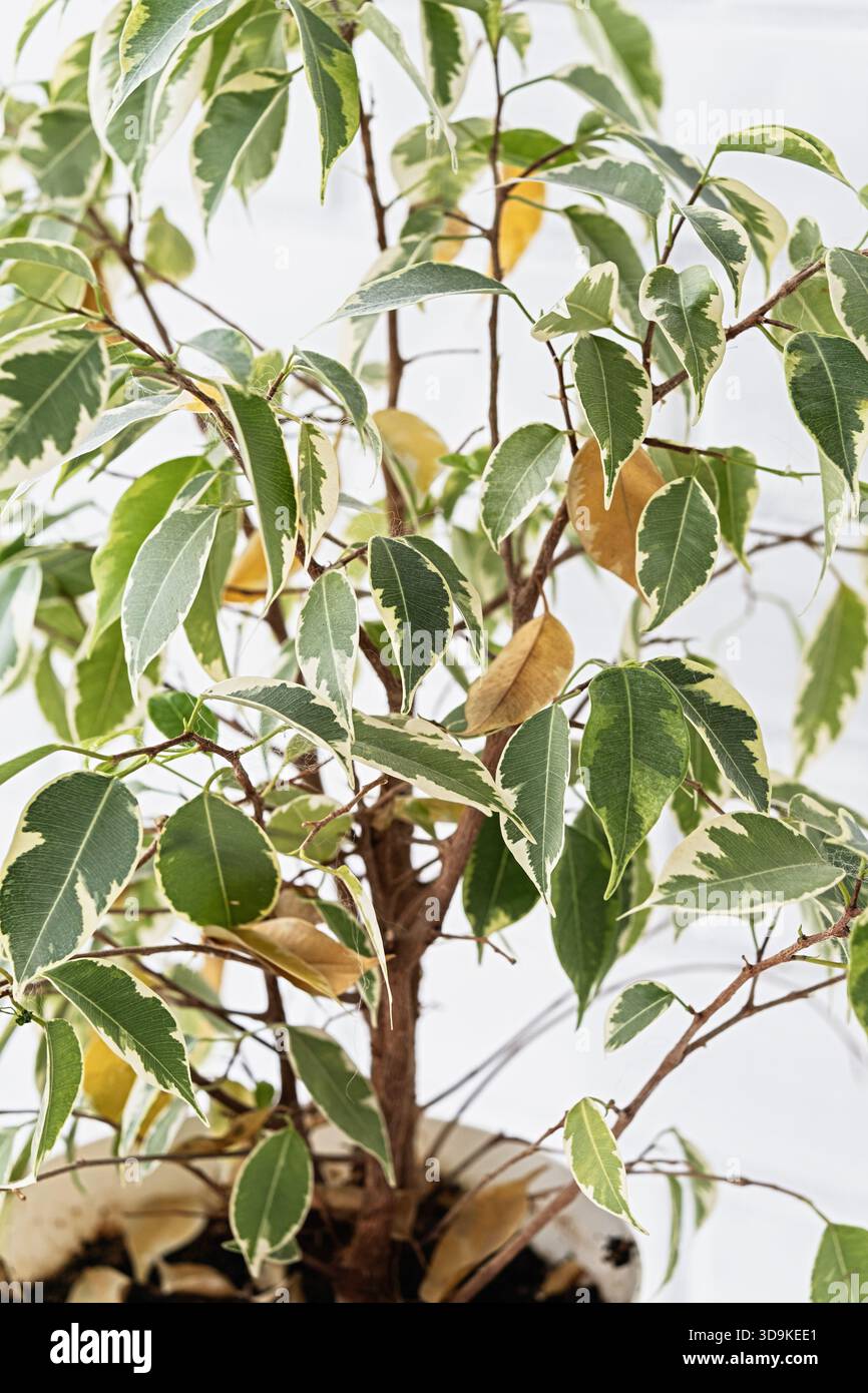 Nahaufnahme einer vielgestaltigen Ficus benjamina-Zimmerpflanze mit vielen gelben und trockenen Blättern, die Stress, Blatttropfen und schlechte Indoor-Pflanzenpflegeprobleme auf A zeigen Stockfoto