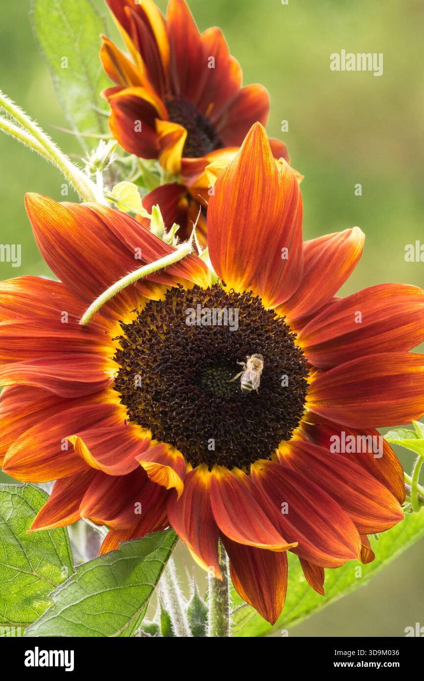 Rote Sonnenblumenbiene und grüner Hintergrund Stockfoto