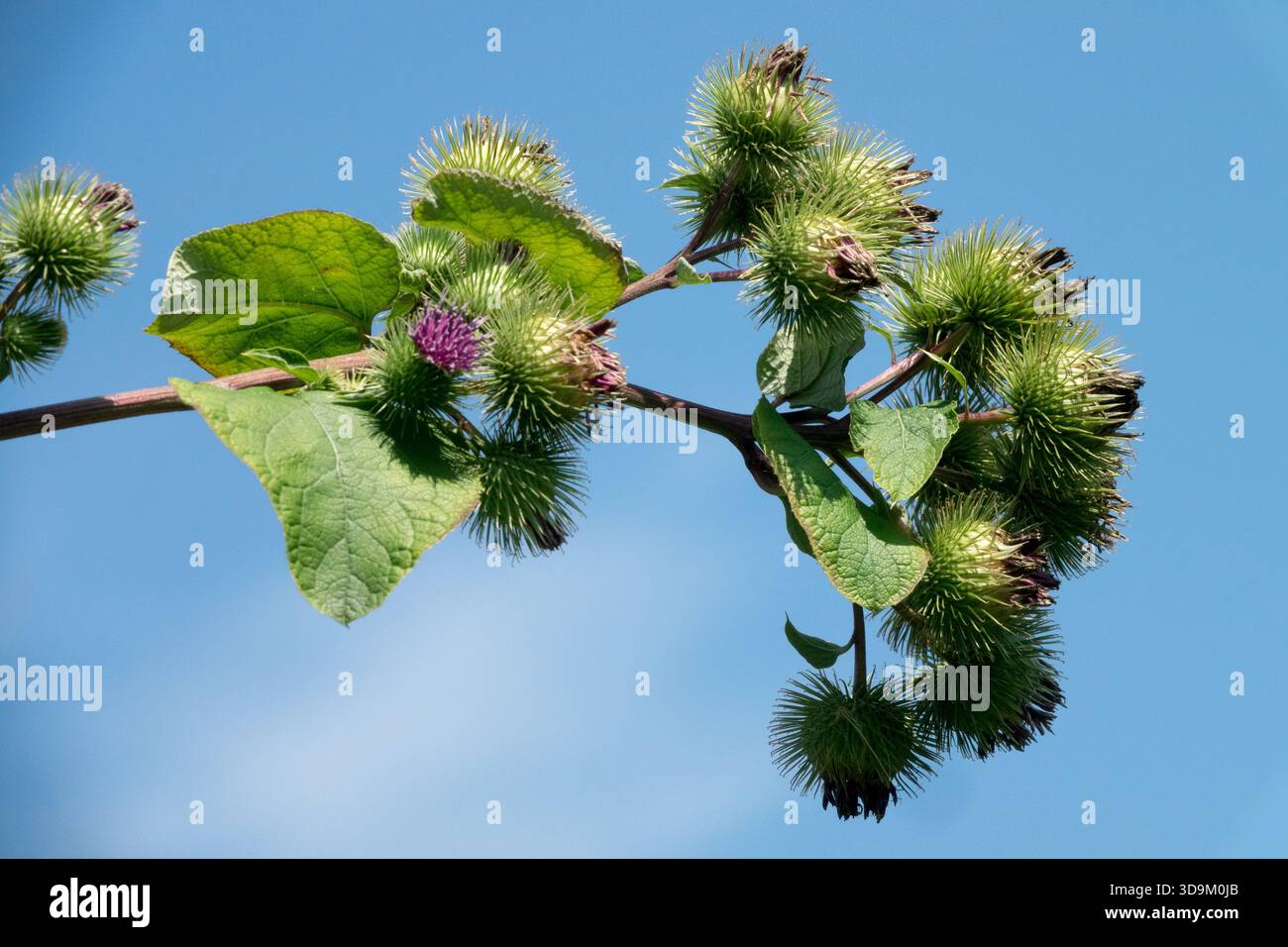 Größere Klettengrate Arctium lappa Stockfoto