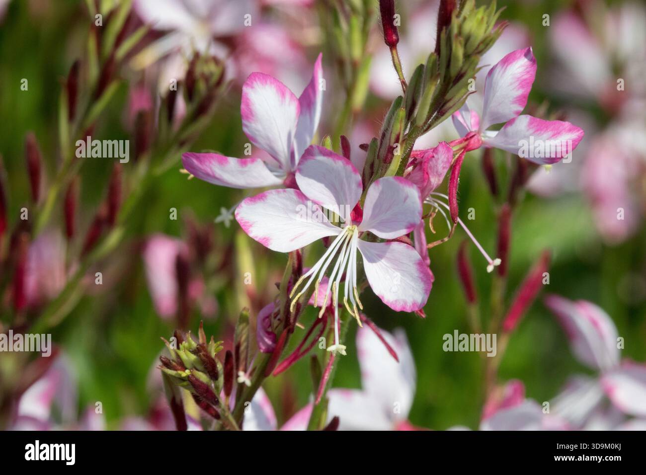 Oenothera lindheimeri „Gambit Rose Bicolor“ Gaura Close uo Stockfoto