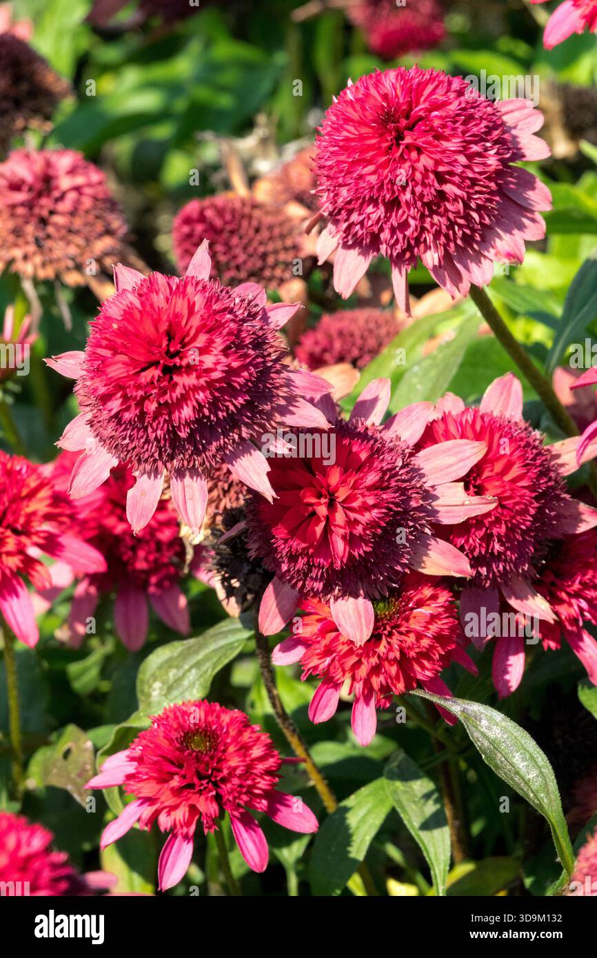 Red Coneflower, Echinacea purpurea „Sunny Days Ruby“ Stockfoto