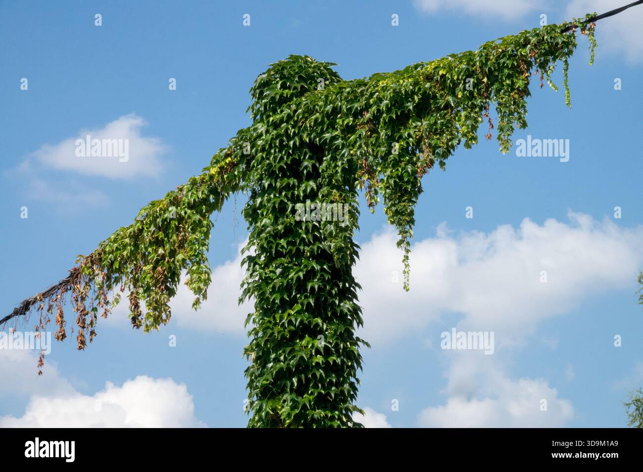 Bostoner Efeupflanze klettert auf Parthenocissus tricuspidata Japanese Creeper Stockfoto