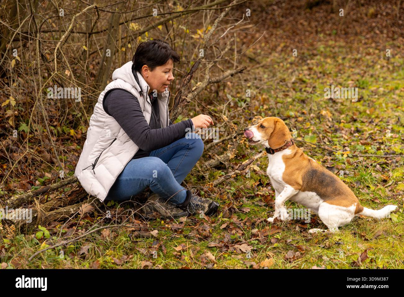 Frau und Hund binden während eines Trainings mit Leckereien in einem Herbstpark Stockfoto